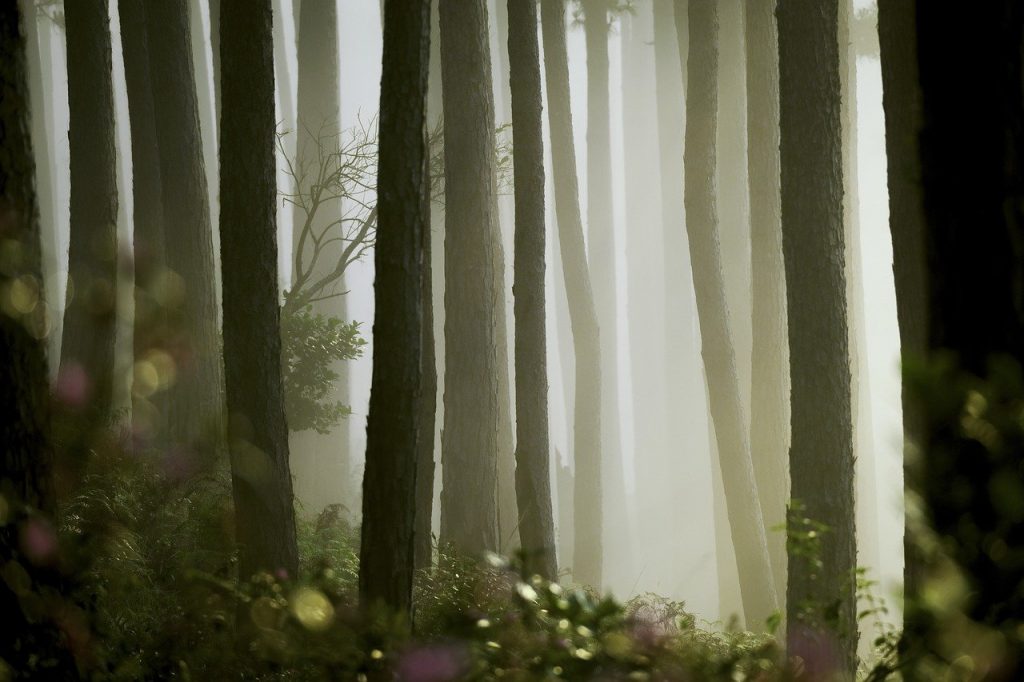 pine, mist, nature-7171768.jpg
